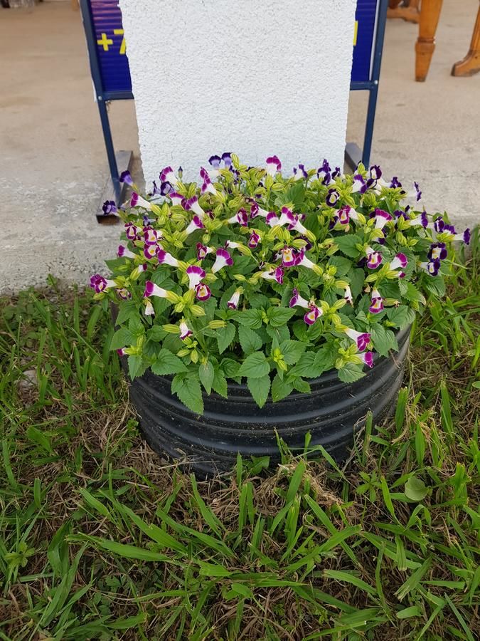 Гостевой дом Lana Пицунда-24